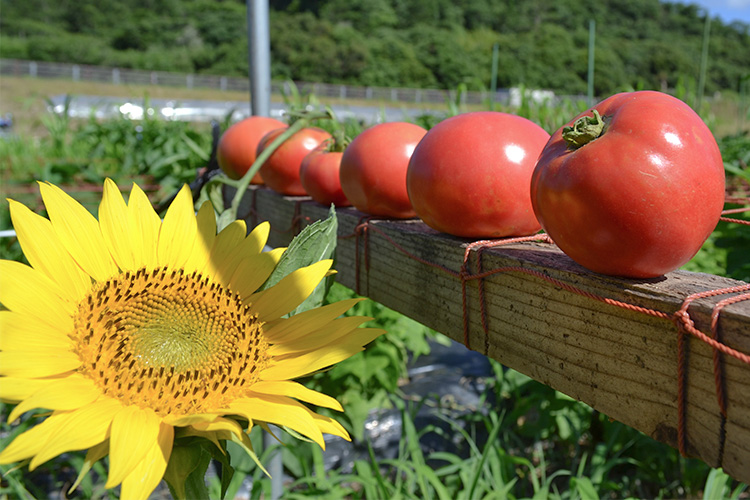 自然農法栽培のトマト