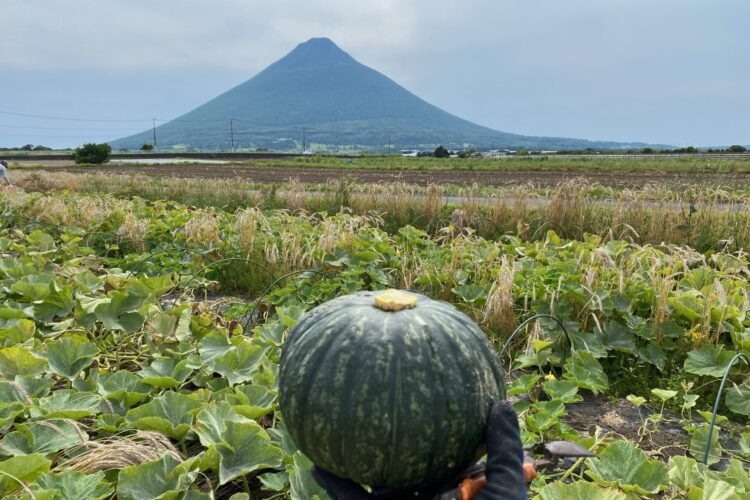 自然農法のかぼちゃ収穫〜農家巡り研修  Week 2〜