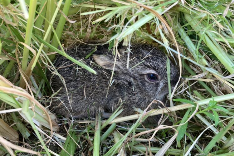 野生動物　（いのしし・野ウサギ）