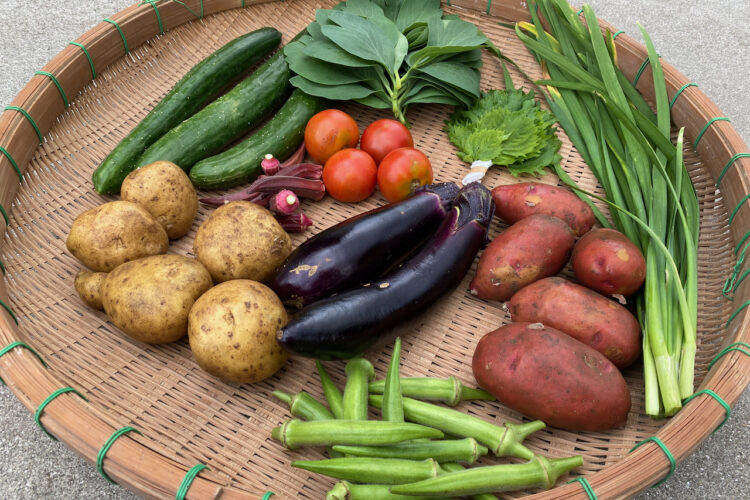 「野菜セット7月便」始まります。〜農家巡り研修 week 6〜