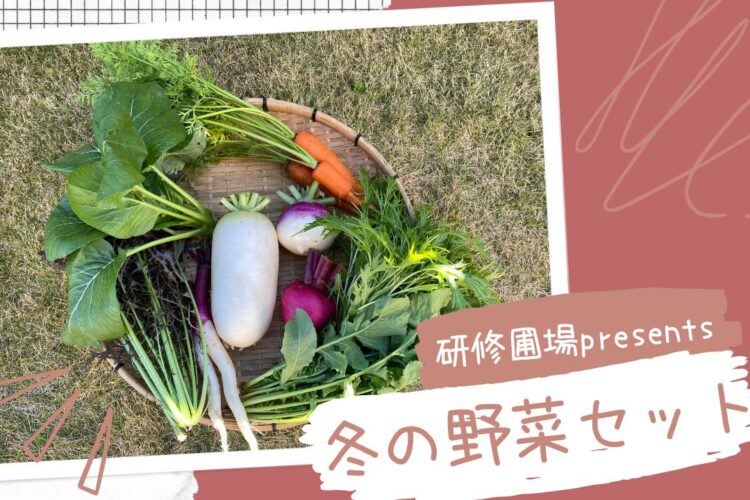 旬の冬野菜セット〜不耕起栽培実践中の研修圃場よりお届け〜
