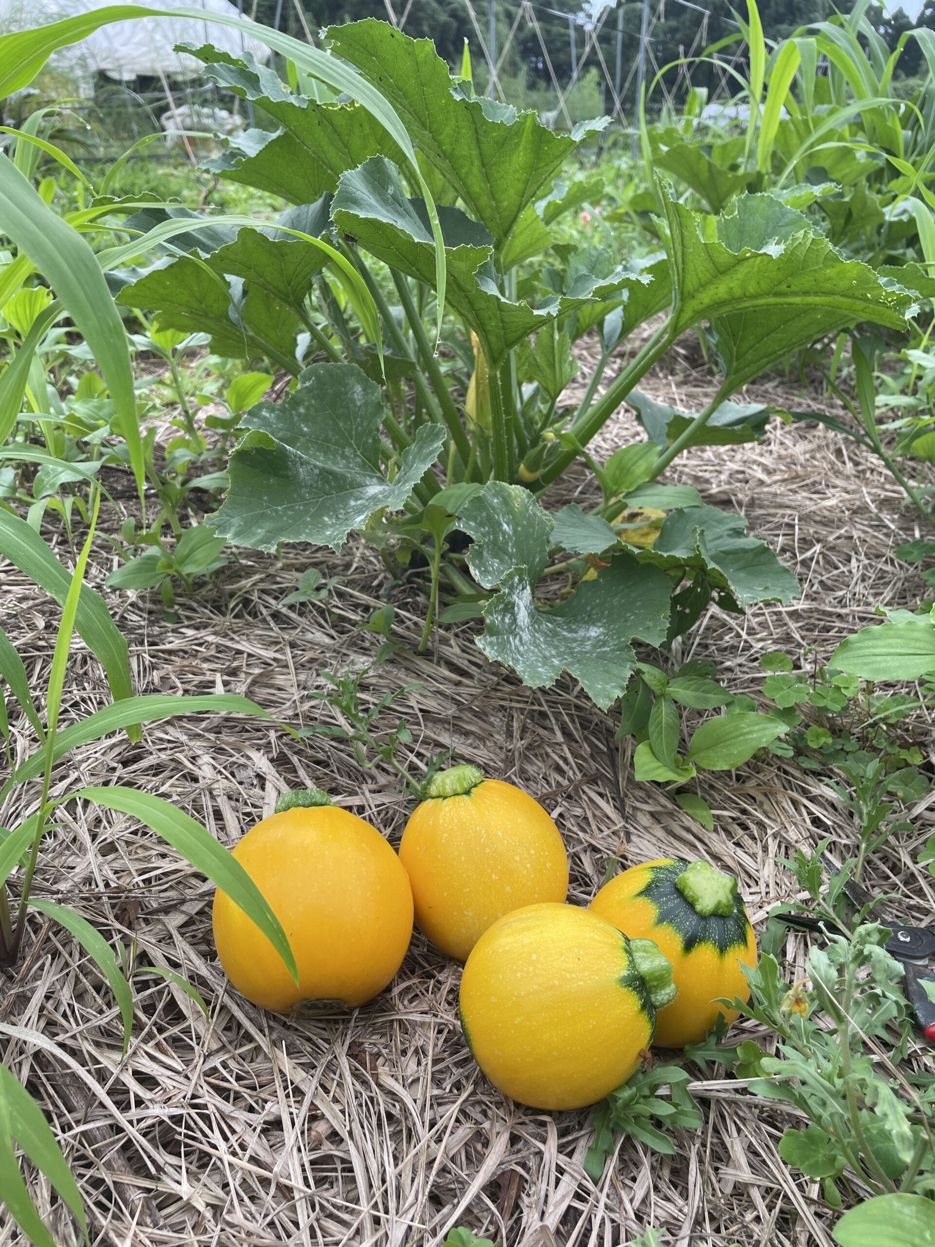 研修圃場だより6月 草と向き合う日々と夏野菜の始まり（不耕起栽培