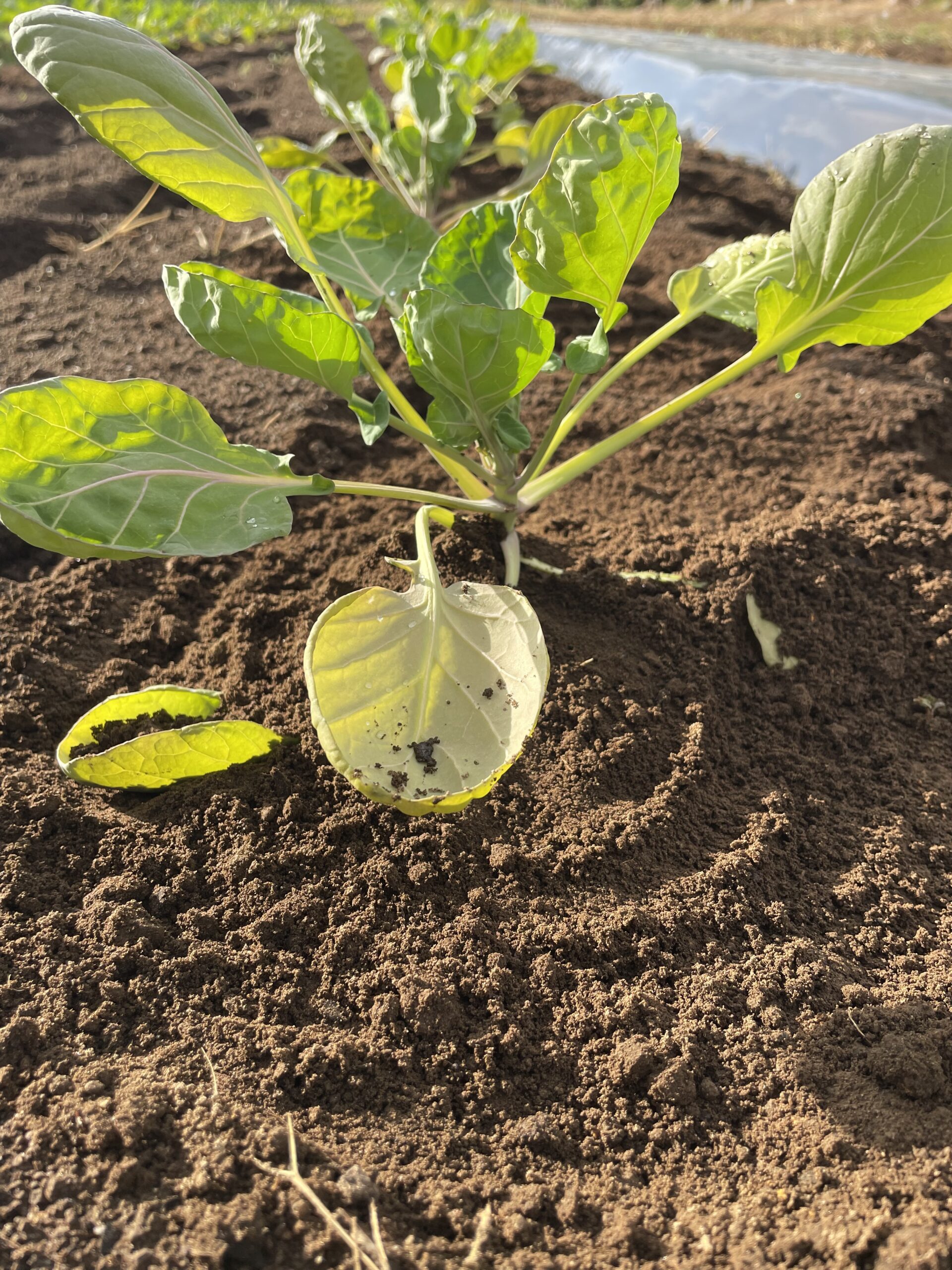 私の芽キャベツ。 | 自然農法・オーガニック野菜「ありのままお野菜 」