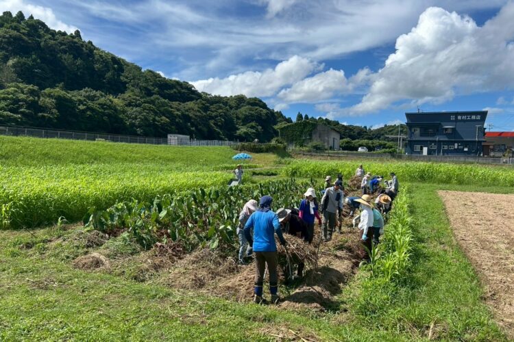 ありのまま分校　実習日　草取り・枯れ草被覆