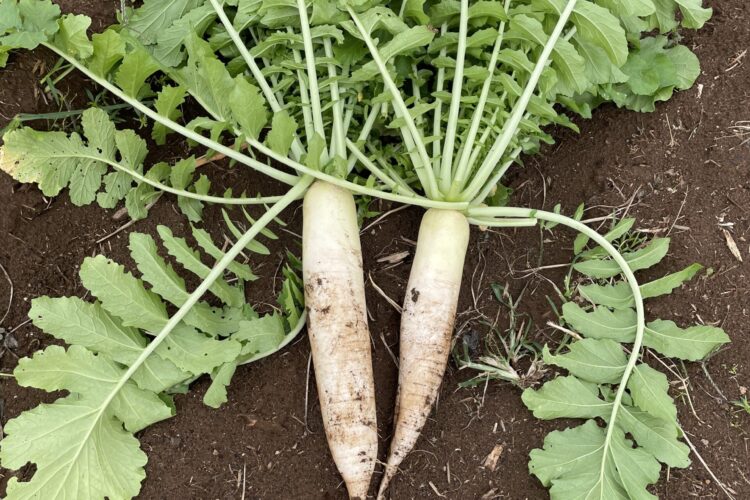大根。