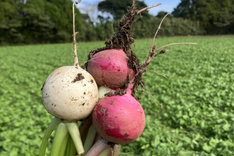 福元農園の最高に美味いかぶ　始まりました！！！